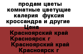 продам:цветы комнатные цветущие: калерия, фуксия, кроссандра и другие › Цена ­ 250 - Красноярский край, Красноярск г.  »    . Красноярский край,Красноярск г.